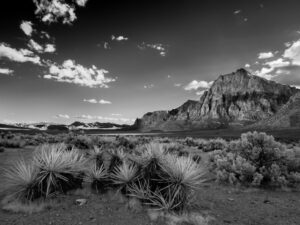 LynnRonan LandscapeIR Desert Cactus